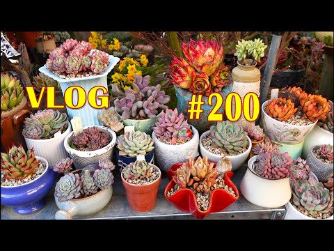 GROW SUCCULENT in NO SOIL and MORE LIGHT | VLOG #200 - Succulents u0026 Coffee with LizK