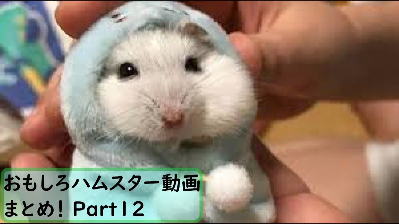 面白 ハムスター おもしろハムスター動画まとめ 12 かわいい Youtube