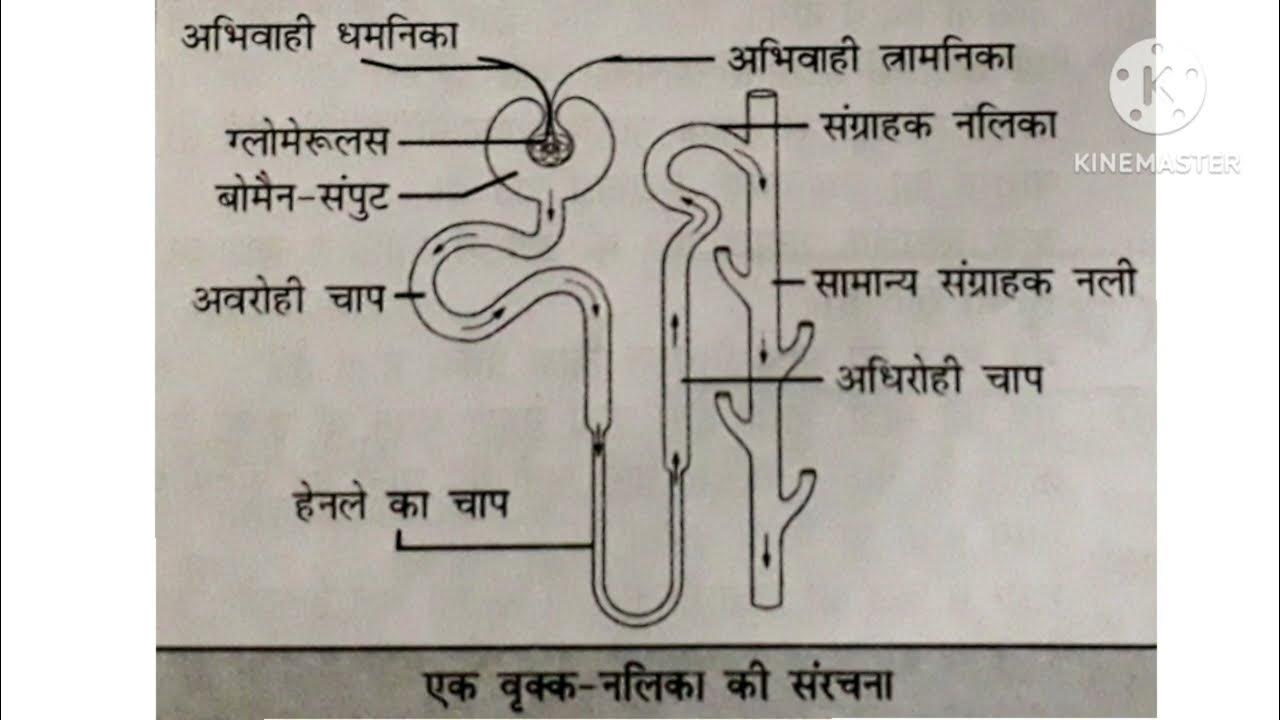नेफ्राॅन का नामांकित चित्र बनाएँ Nephron Ka Namankit Chitra Banayen