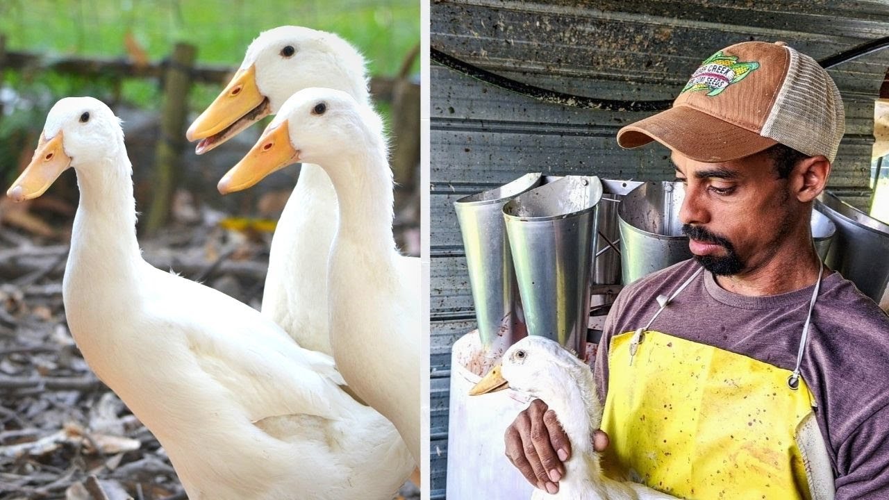 How To Process Ducks For Meat | Polyface Farm