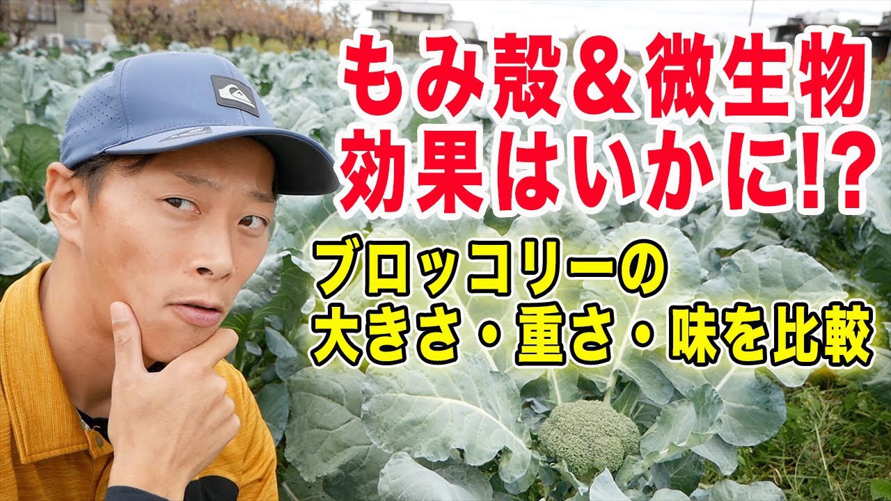 籾殻＆微生物で収穫量は変わるのか？　普通栽培ブロッコリーと比較してみた