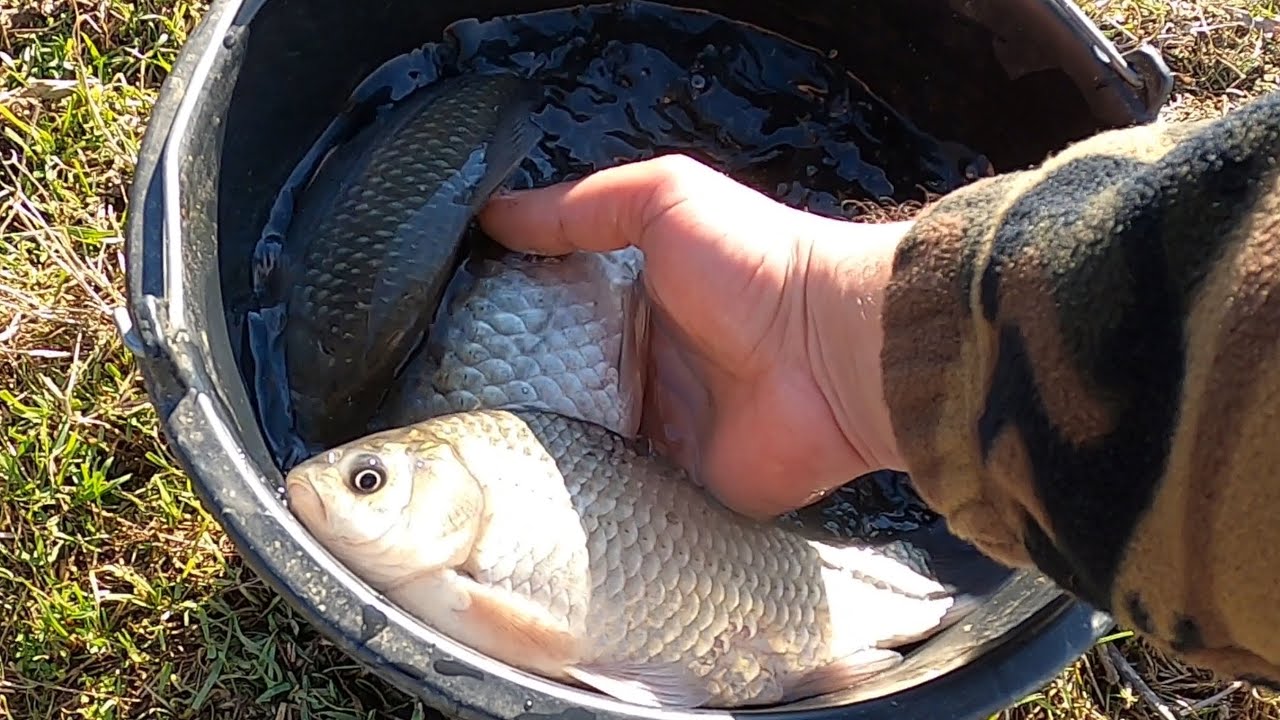 Я ловил карпа удочкой на канале Рэдэчиноаселе 🐟🎣