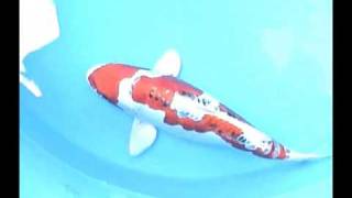 Cachepnhat OG-205.wmv