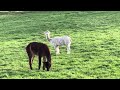 Cute Alpacas 🦙 🦙🦙