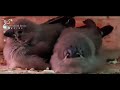 Zebra finches chicks  hyderabad birds empire