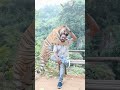 Tiger is my friend #tiger #animals #animallovers #angrytiger #comedy #tigerspotted #love #funny