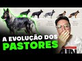 CONHECE O PASTOR ALEMÃO DE LINHAGEM ANTIGA? | CANE CLUB KENNEL