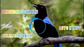 PANCINGAN CUCAK BIRU AGAR GACOR MP3 AUDIO