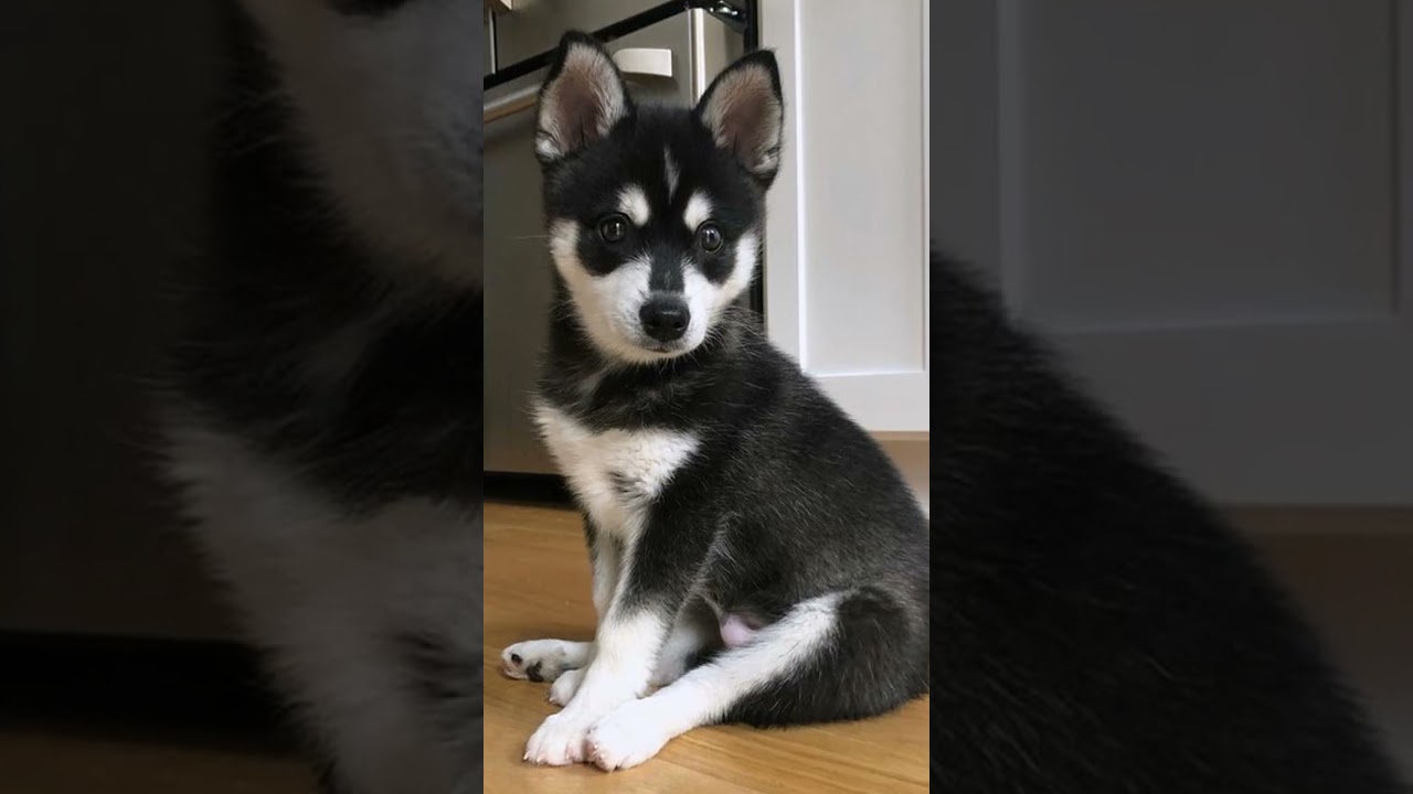 Alaskan Klee Kai Dogs 101: Amazing Dog Facts In 60 Seconds 🐶🕒