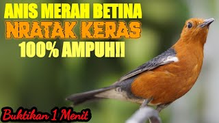 PANCINGAN \u0026 MASTERAN ANIS MERAH BISU DENGAN SUARA NRATAK KABEL KONSLET LANGSUNG NGEPLONG 100% AMPUH