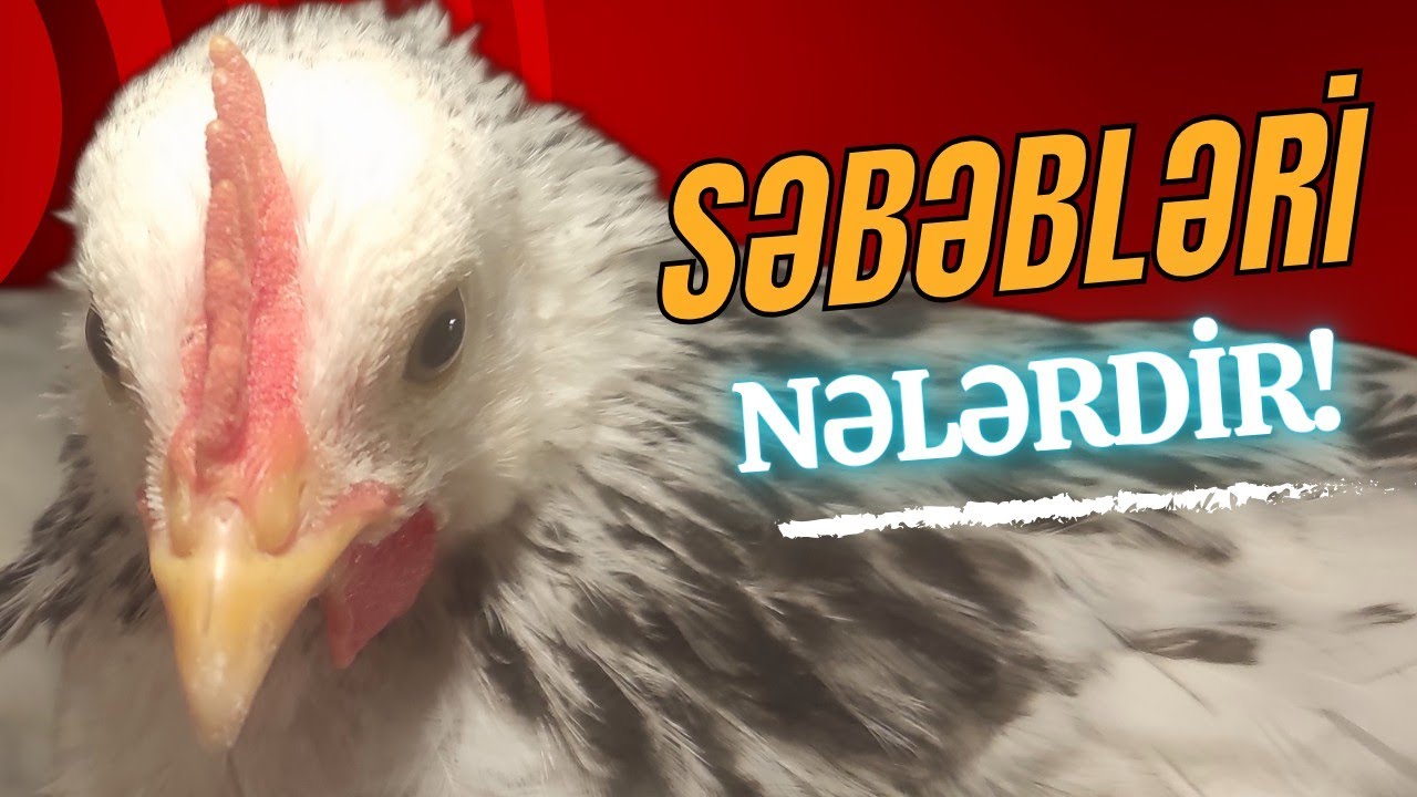 Cücələrdə ayaq tutulması