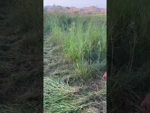 الفرق بين البلوبانك والبونيكام