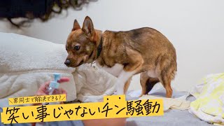 ママのいない日に限って大変なことが起きた…。笑い事じゃないチントラブル！