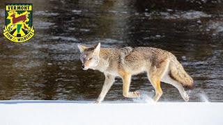 Scat and Track Season 4 Episode 2: The Eastern Coyote