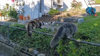 Norwegian Forest Cat: Neighbor's Garden Tour
