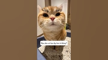 Bạn đã ăn thử chưa? #bigboss #shorts