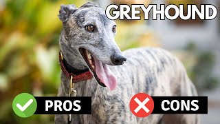 Greyhound Pros & Cons | Is This Speed Demon Right For You? | Pet Insider