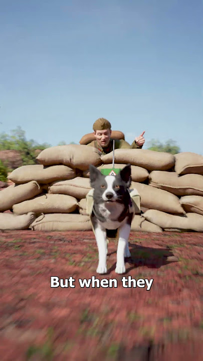 How WWII Used Suicide Dogs 😨