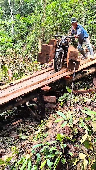 Transporting large logs from the forest by motorbike #forestwood #largewood