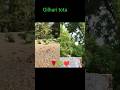 gilhari tota short video#youtube #viral #reality #reality #shorts