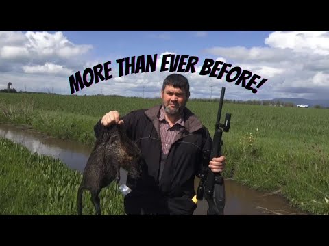 Download Pest Control At It's Finest! #thereefrobber #nutria #hunting