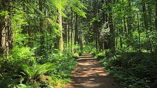 Forest Exploration - British Columbia, Canada 🇨🇦 #explore #travel #nature #calm #beautiful