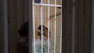 Linotte melodieuse en cage