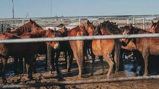 The Motive Behind Mustang Roundups