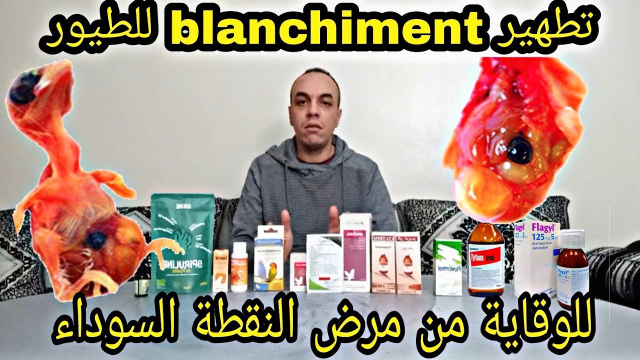 مفهوم تطهير الطيور (blanchiment) للوقاية من مرض النقطة السوداء