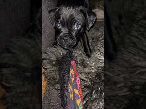 Mums Patterpug puppy Mika is already so feisty 🐾