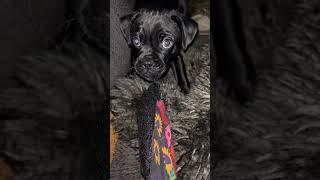 Mums Patterpug Puppy Mika Is Already So Feisty