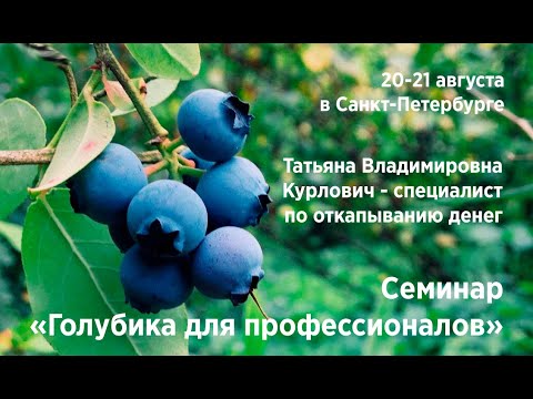 Голубика для профессионалов