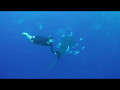 Swimming with a Whale Shark