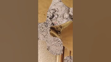 Nature’s Engineer | Mud Dauber Building Nest