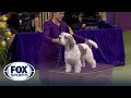 Buddy holly the petit basset griffon venden the wkc hound group  westminster kennel club