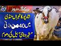 Shah Pur Kanjran Mandi Mein 40 Mann Wazni ‘Sheru’ Naami Bail Ki Dhoom | Breaking News | Lahore Rang