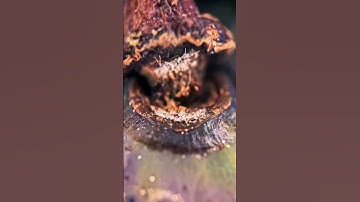 grapes macro asmr #closeup #macro #asmr #satisfying #closeup #macro video #viral