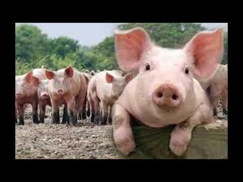 เพลงศิลปินเลี้ยงหมู