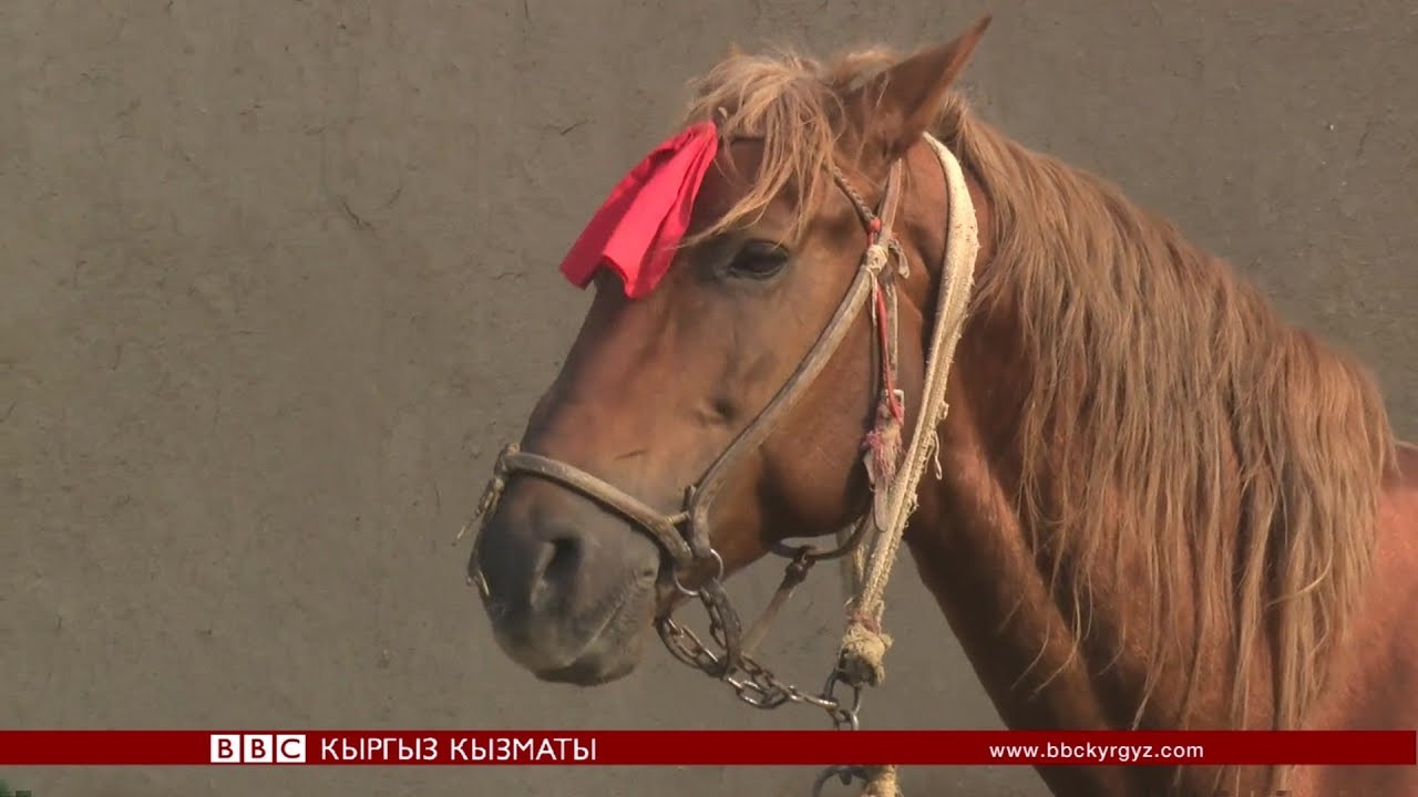 Ооганстандагы улак тартышка түшкөн кыргыз аттары - BBC Kyrgyz