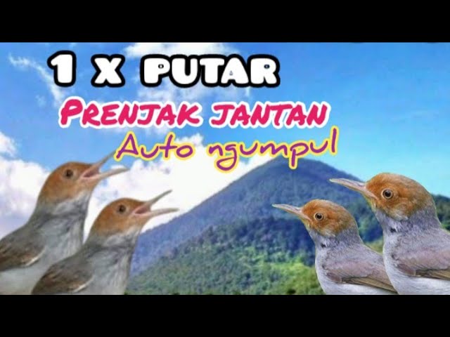 Suara Prenjak Kepala Merah Betina Ribut Untuk Pikat||SUARA PRENJAK RIBUT class=