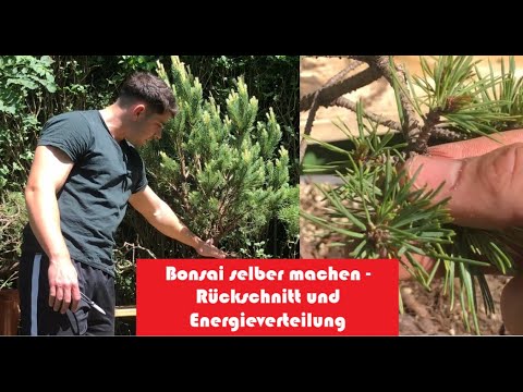 Bonsai Basics Scots Pines Pruning and Energy Distribution Bonsai Instructions for DIY