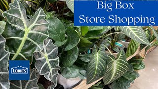 LOWES PLANT SHOPPING IN FLORIDA | BIG BOX STORES