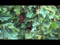 Blueberries from The Berry Patch, Nevada, Iowa image