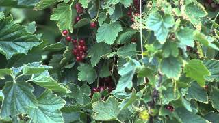 Blueberries from The Berry Patch, Nevada, Iowa