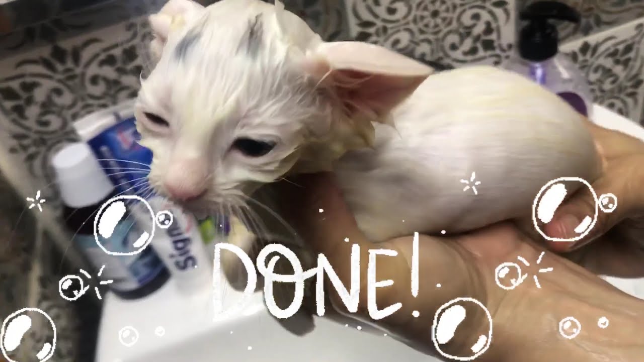 3 month old Kittens bath