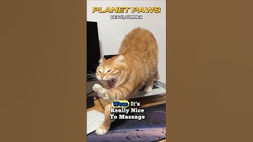 Lazy cat at homework #cat #catshorts #catlover #catvideos