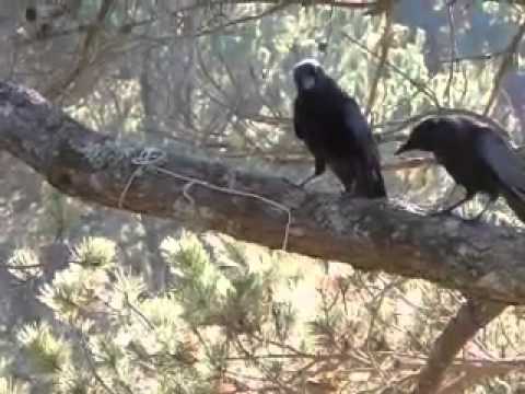 Fledgling crow learns to get peanut from a string.
