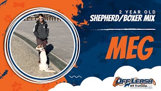 German Shepherd/Boxer, Meg!  Best Off Leash Dog Training | Off Leash K9 Training