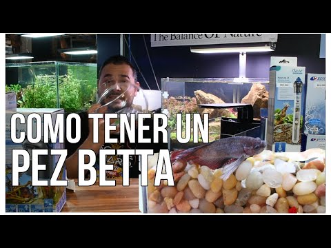 SE ENFERMÓ MI BETTA!!! Cómo mantener peces Betta correctamente.