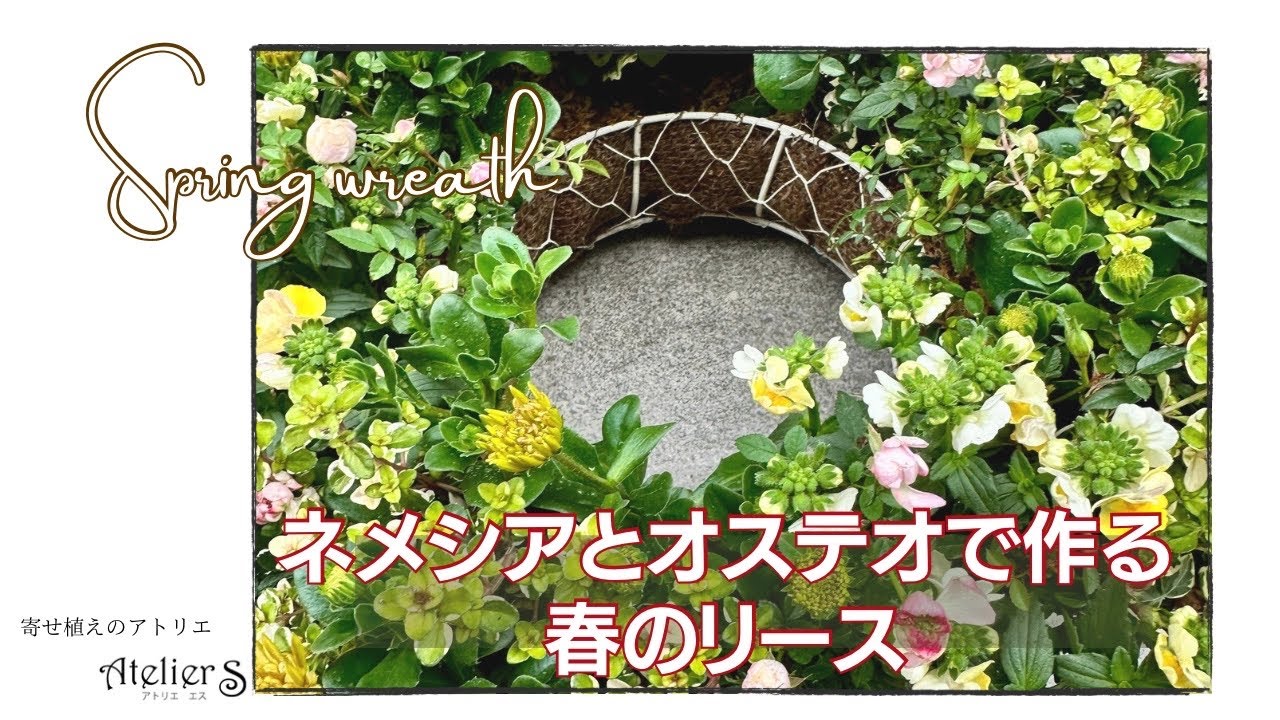 寄せ植え】ネメシアとオステオで作る春のリース【ガーデニング】 - YouTube
